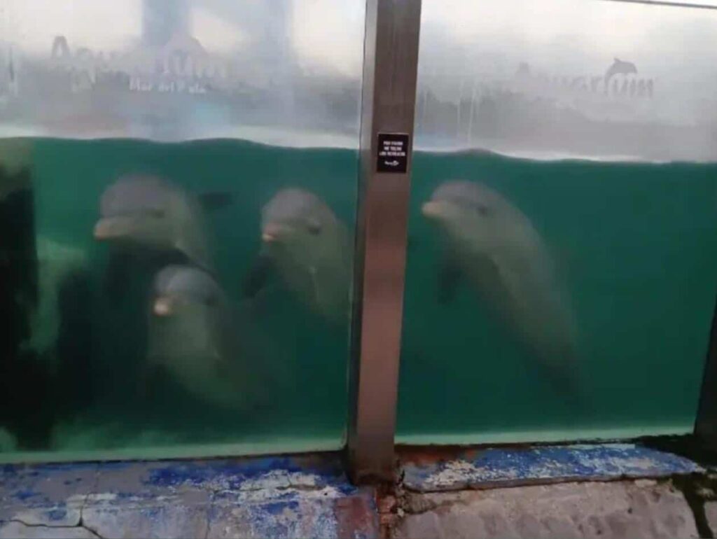 Ambientalistas repudian traslado de los delfines del Aquarium de Mar del Plata a otro centro de cautiverio en Egipto