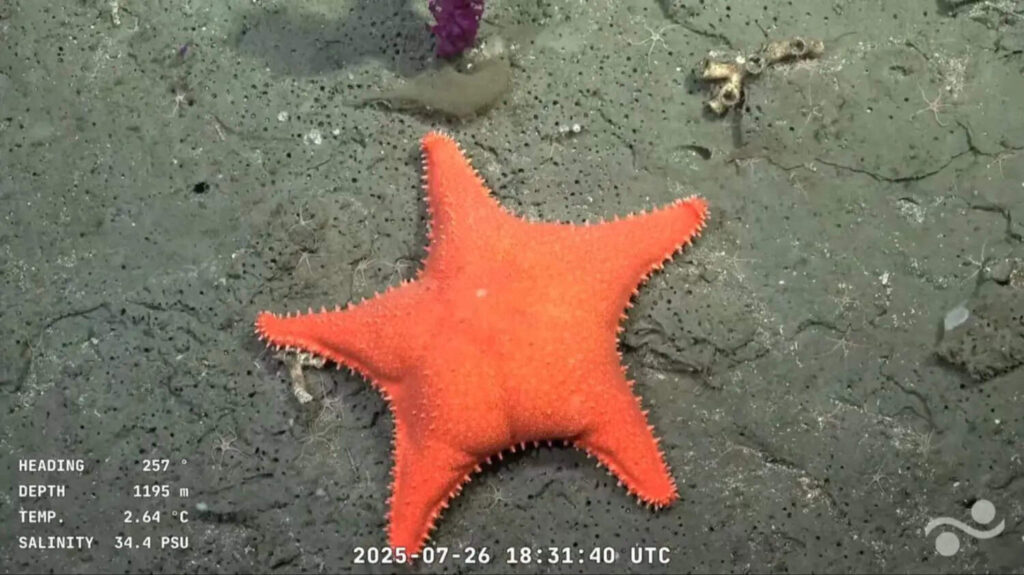 CONICET se quedó con el Martín Fierro de Oro de Streaming por la exploración del cañón submarino Mar del Plata
